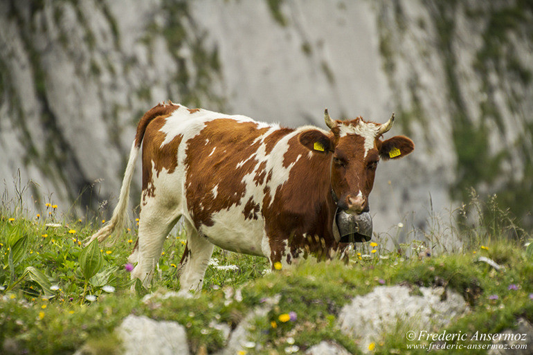 Vache suisse 12