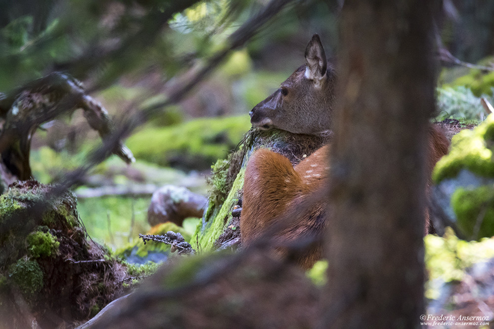 Female deer resting in the woods