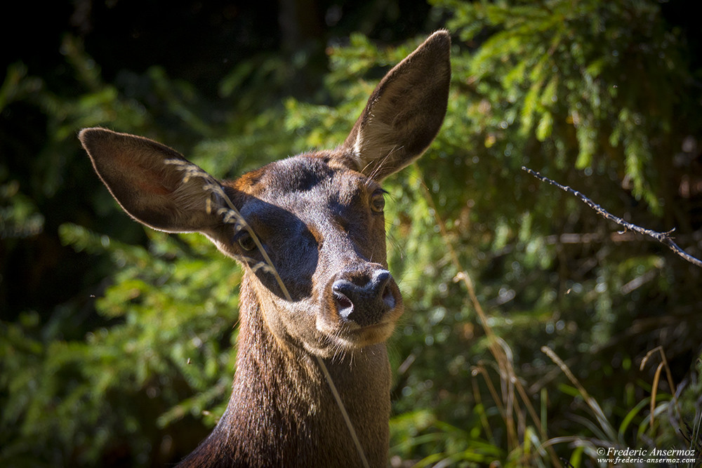 Portrait de biche, femelle du cerf