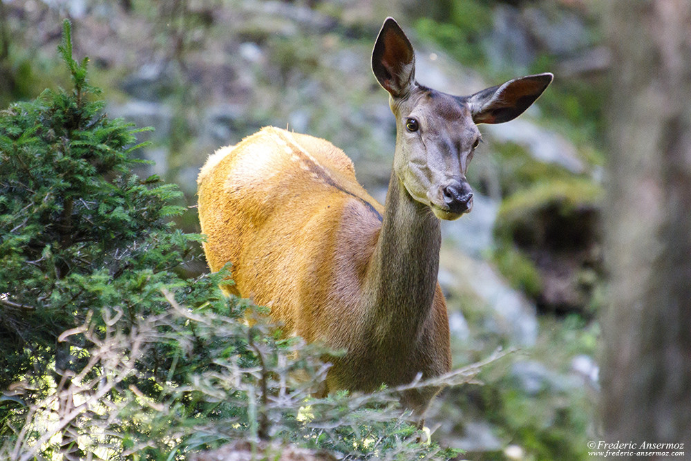 Female red deer in the woods