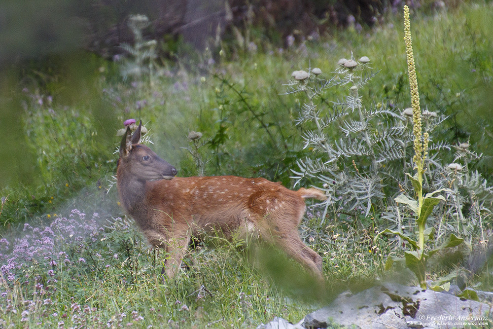 Deer calf in the grass, red deer's baby