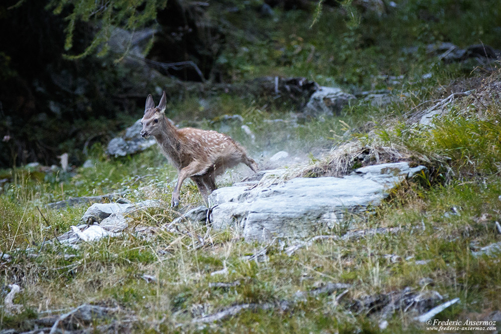 Deer calf running while a stag is coming