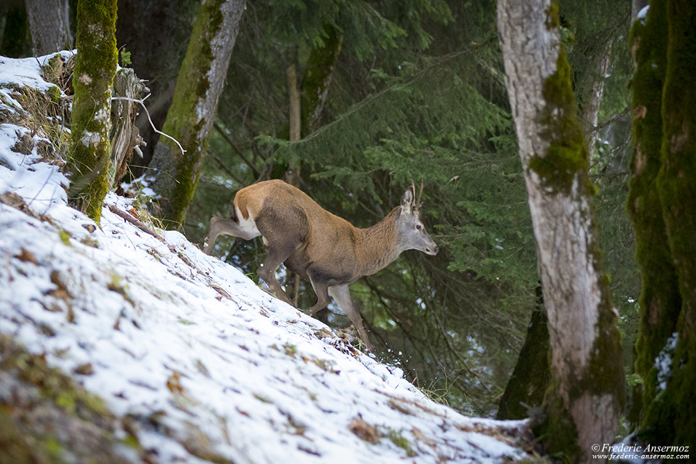 Daguet à la fin de l'automne, dans la neige