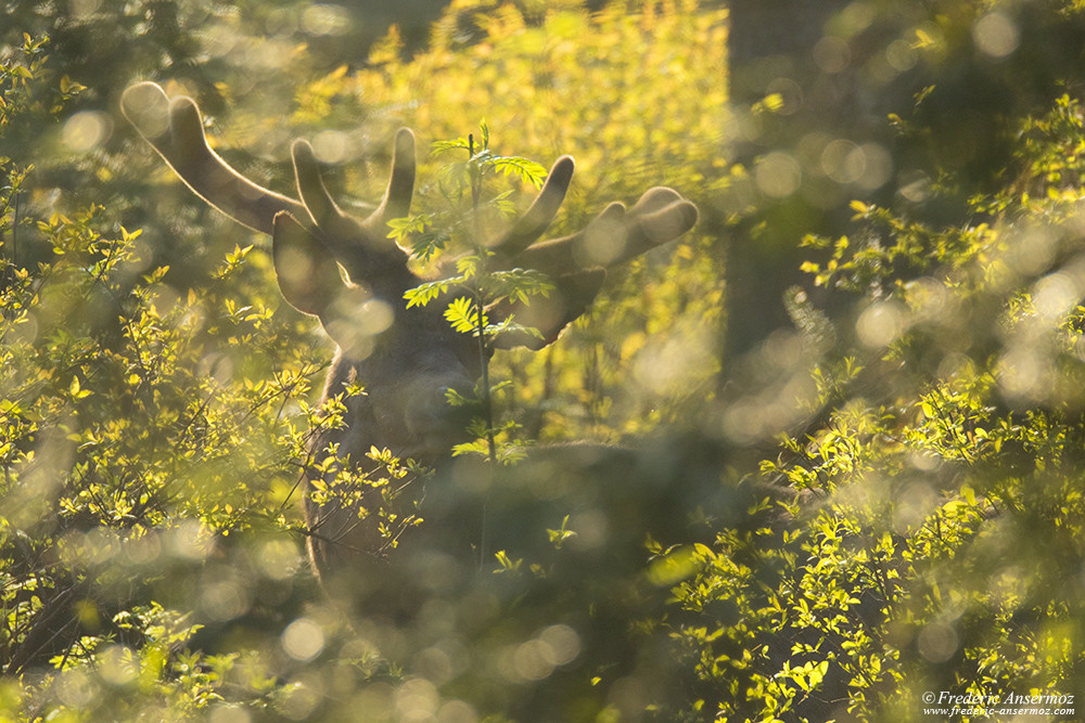 When Spring comes, deer's antlers start to grow back again