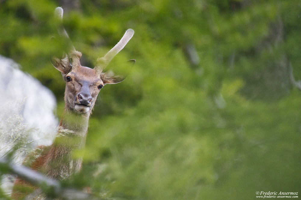 Jeune cerf dans les bois, repousse des bois