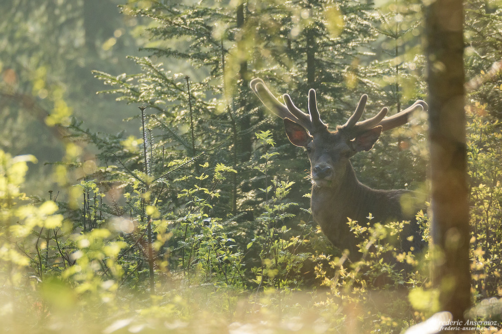 Les bois du cerf poussent jusqu'au brame, toujours utiles pour les combat