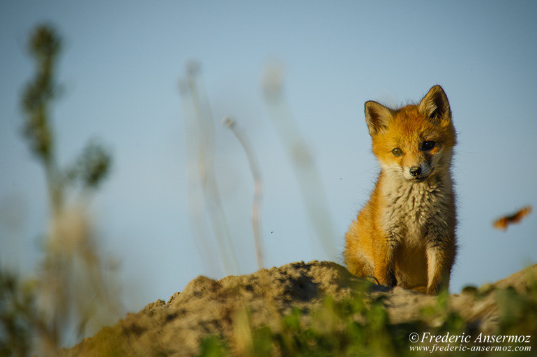 Red fox cub