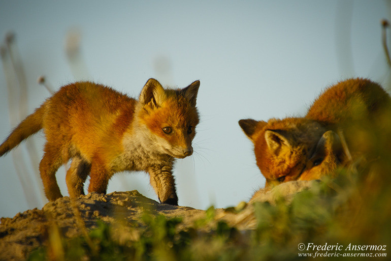 Red fox cubs