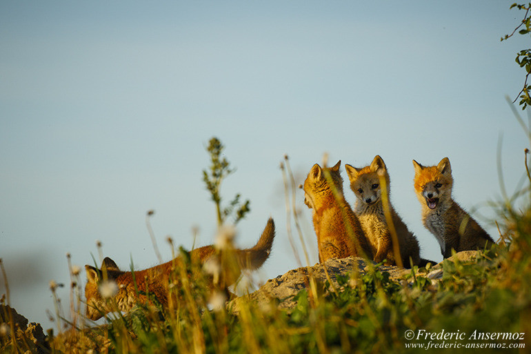 Red fox cubs