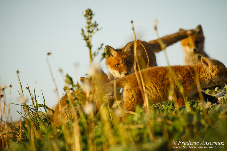 Red fox cubs