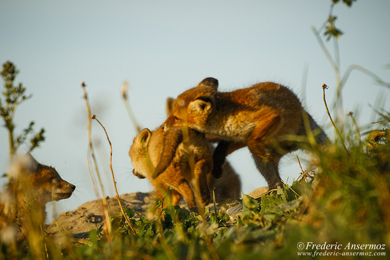 Red fox cubs