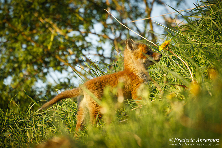 Red fox cubs