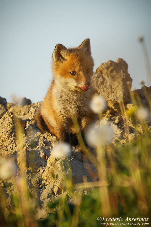 Red fox cubs