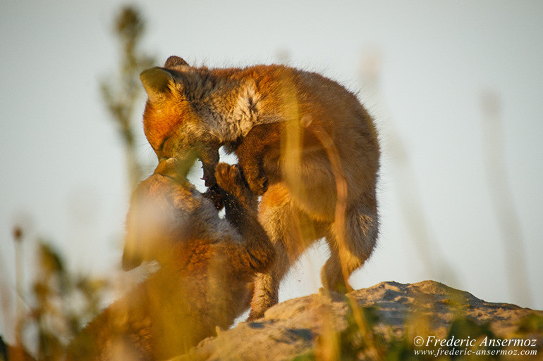 Red fox cubs