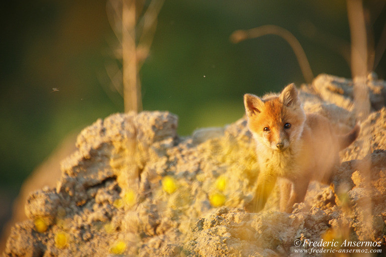 Red fox cubs