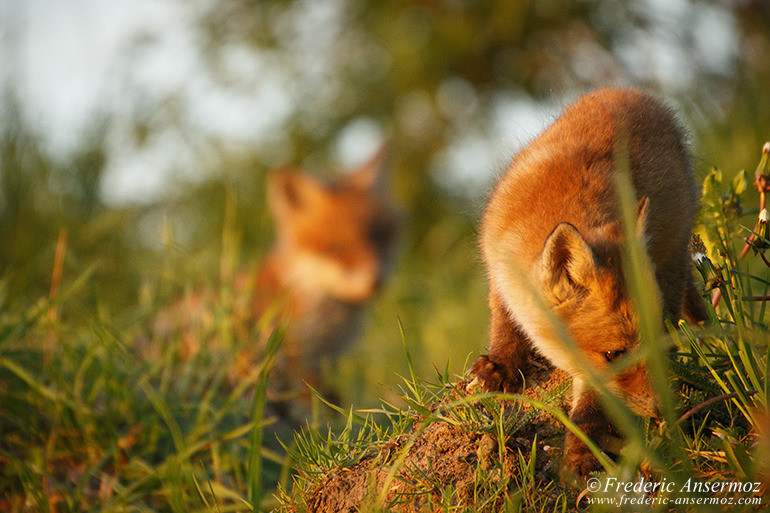 Red fox cubs