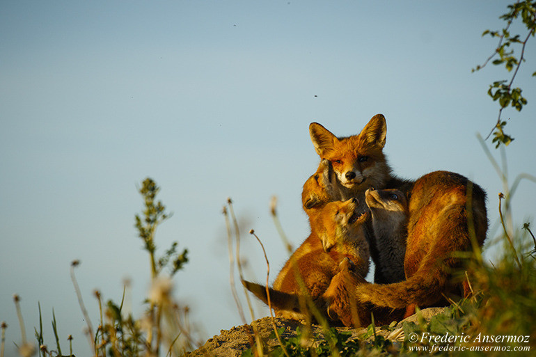 Red fox cubs