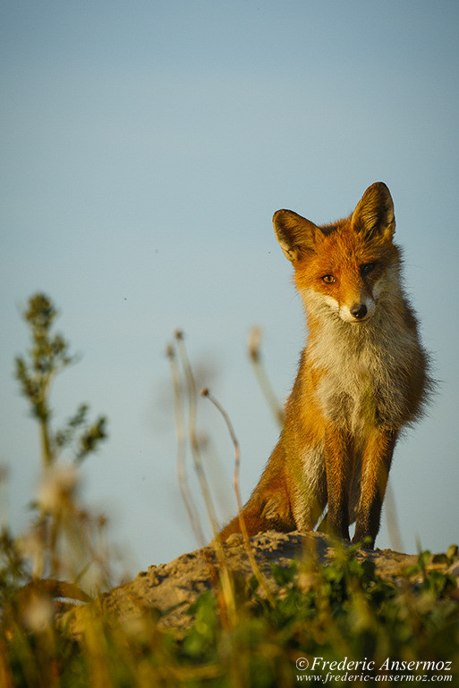 Red fox cubs and their mother