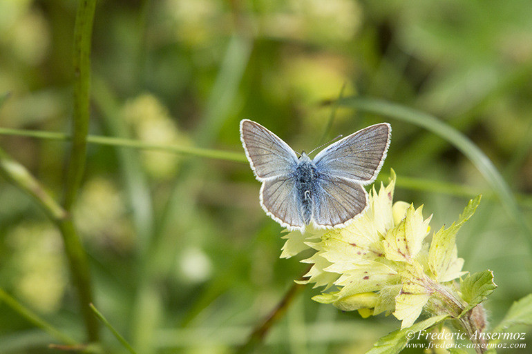 Haute savoie 0234