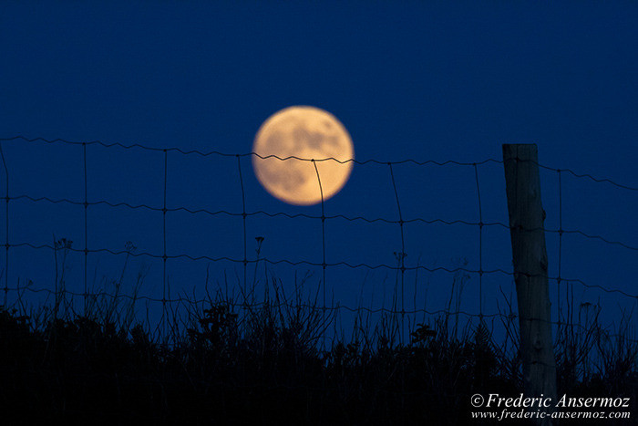 Perce gaspesie 0638