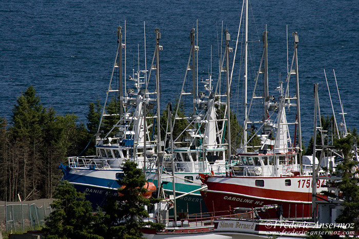 Perce gaspesie 0973