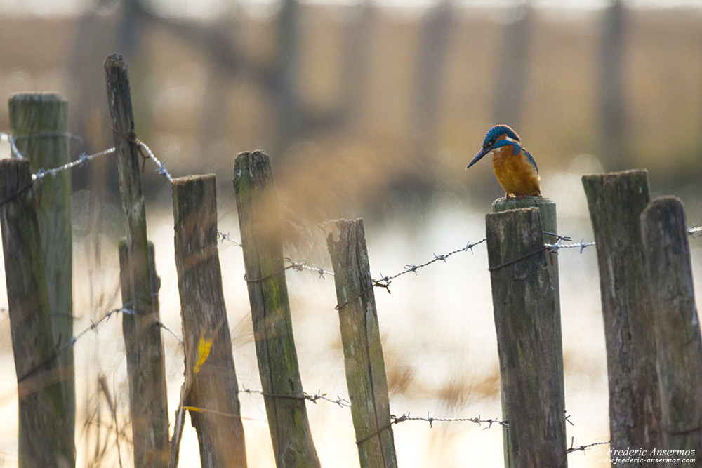 Kingfisher on a pole, waiting for a fish