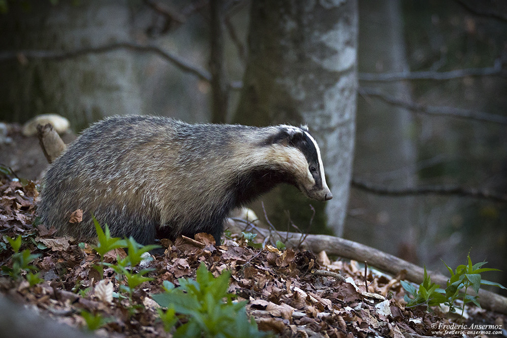 Badger getting out of his burrow