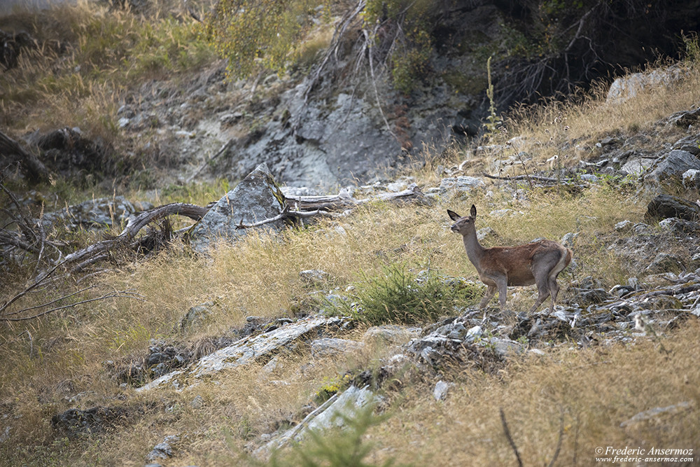 Female red deer into the Wild, capturing Wildlife from a distance with a telephoto lens