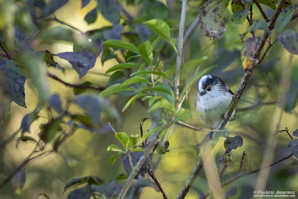 Photo d'oiseau avec le Sigma 500 F4 et le Canon 5d mark iv