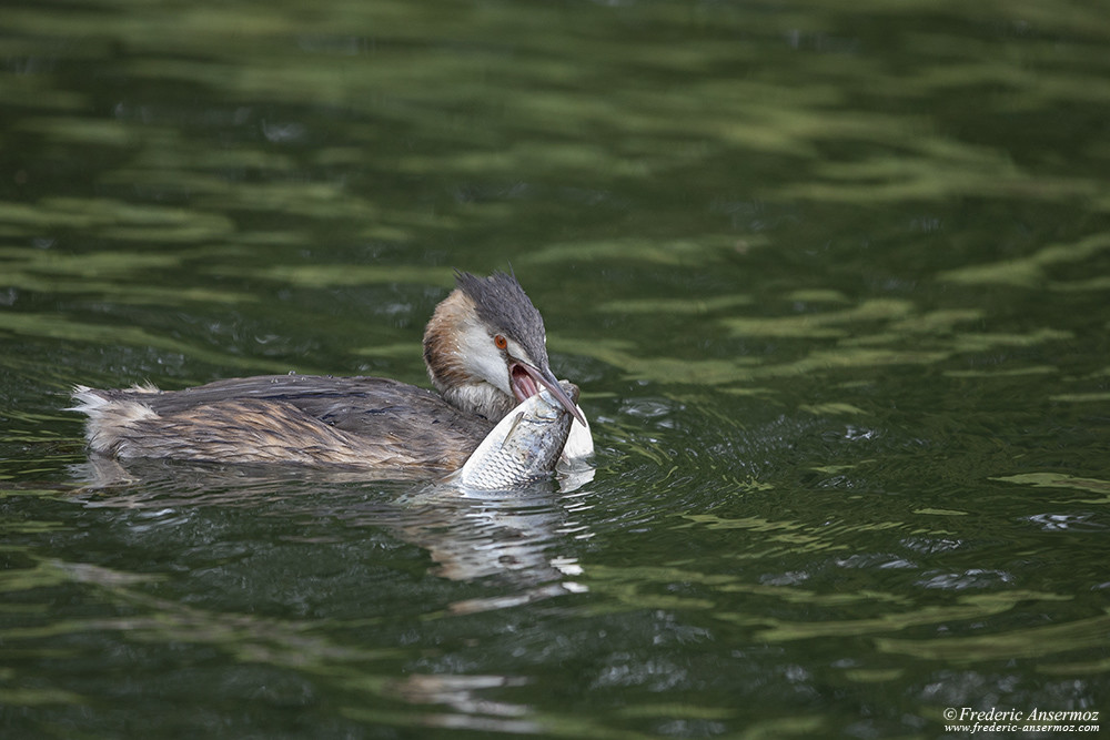 Photographing a bird catching fish