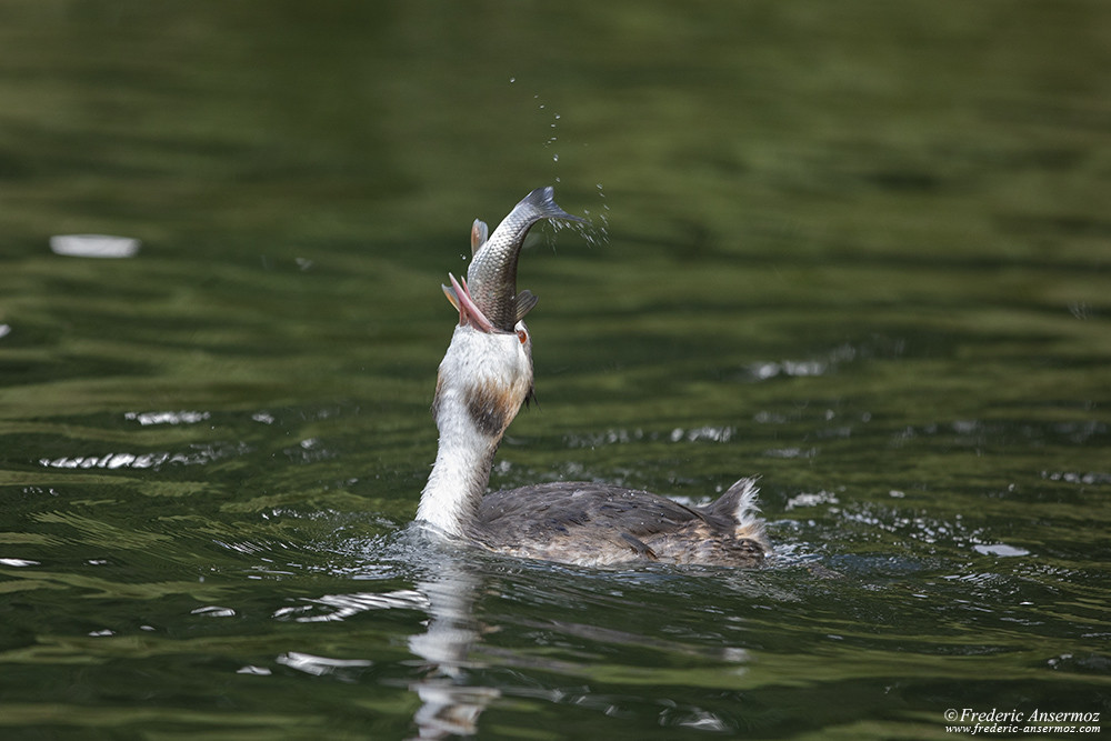 Oiseau avalant un poisson, Sigma 500 F4 téléobjectif pour la photographie d'oiseau