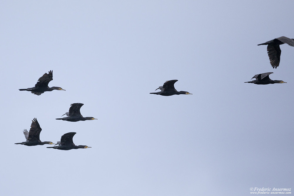 Bird photography with the Sigma 500 F4, birds in flight