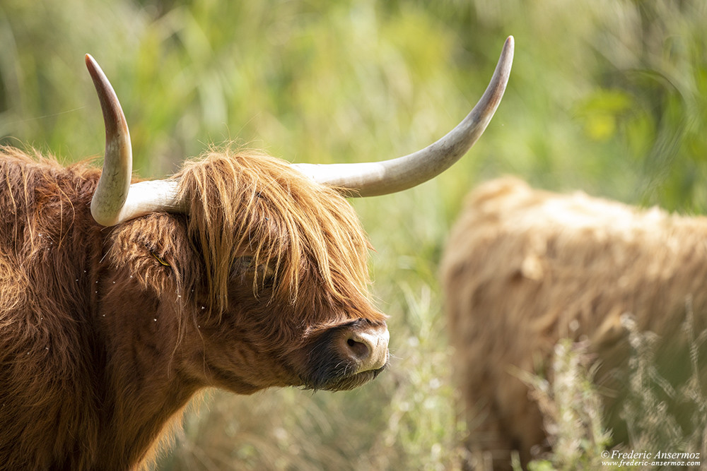 Highlands cow portrait wide telephoto lens Sigma 500