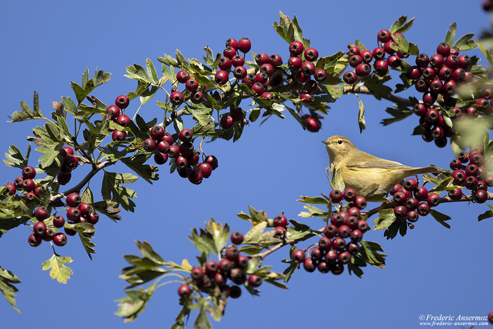 Yellow bird in a tree, on a colorful branch