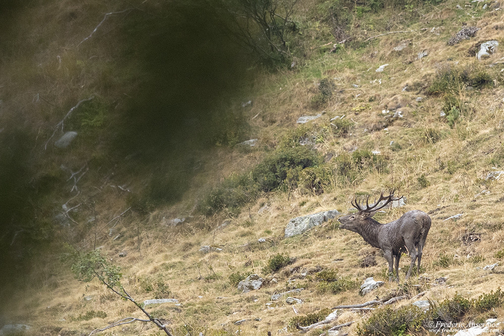 Wildlife photography with the Sigma 500 F4, red deer rutting period