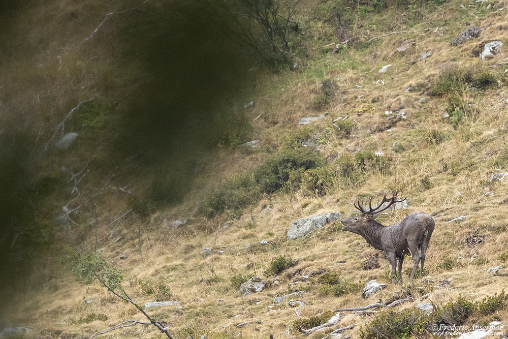 Photo animalière avec le Sigma 500 F4, brame du cerf