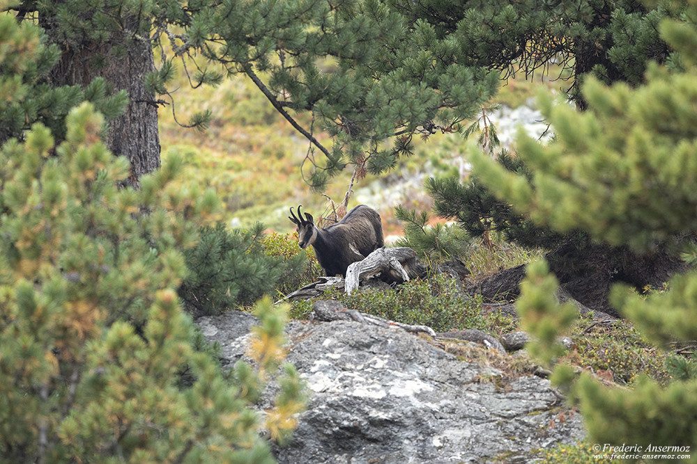 Photo de chamois recadrée depuis un plein format Canon 5d mark iv + Sigma 500 F4