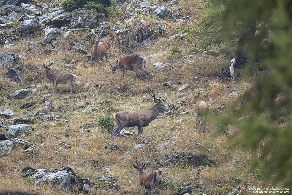 Test du Sigma 500mm F4, au cours du brame du cerf