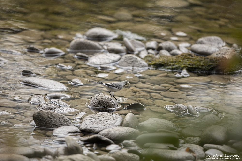 Bird on riverbank, bird photography with the Sigma 500 F4 for Canon mount