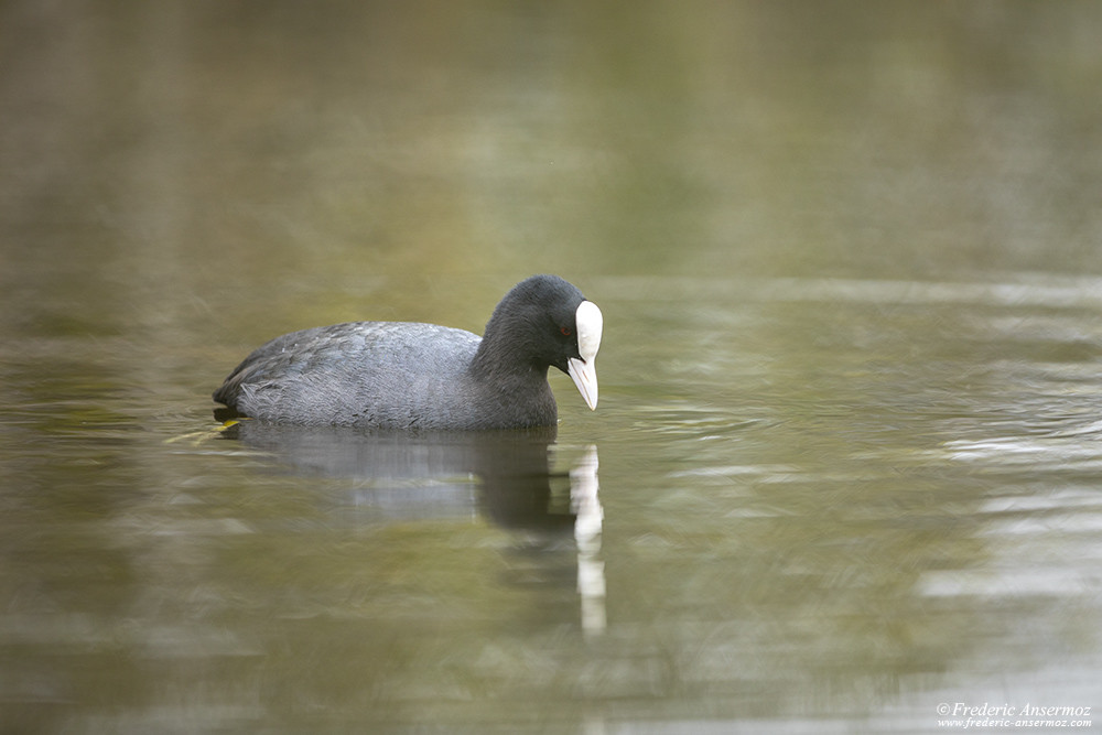 Eurasian coot, bird photography and depth of field with the Sigma 500 F4