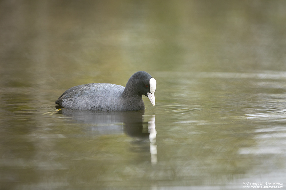 Foulque macroule, photo d'oiseaux et profondeur de champ avec le Sigma 500 F4