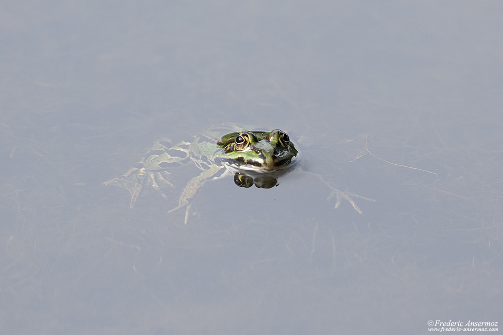 Frog in the water, cropped image
