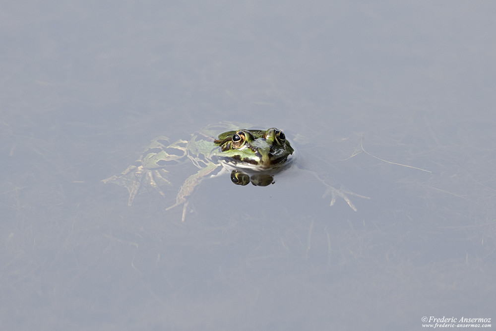 Grenouille dans l'eau, image recadrée