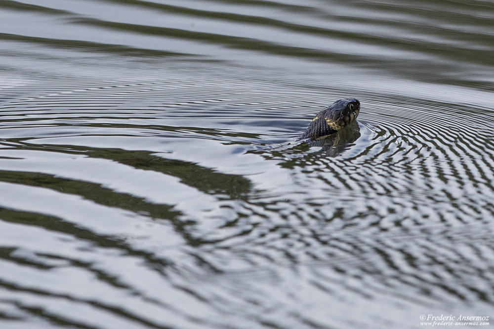 Grass snake swimming, cropped image from Canon 5d mark iv and Sigma 500 F4