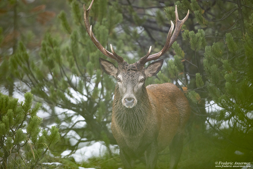 Reddeer portrait during the rutting season with the Sigma 500 F4