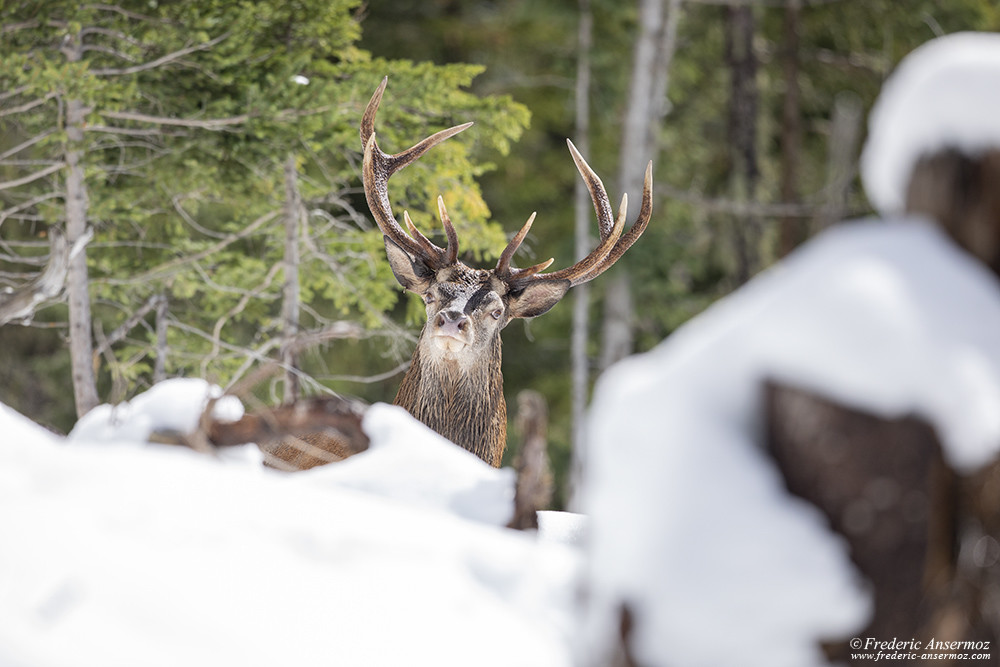 Red deer in the snow, capturing Wildlife with Sigma 500 F4 telephoto lens