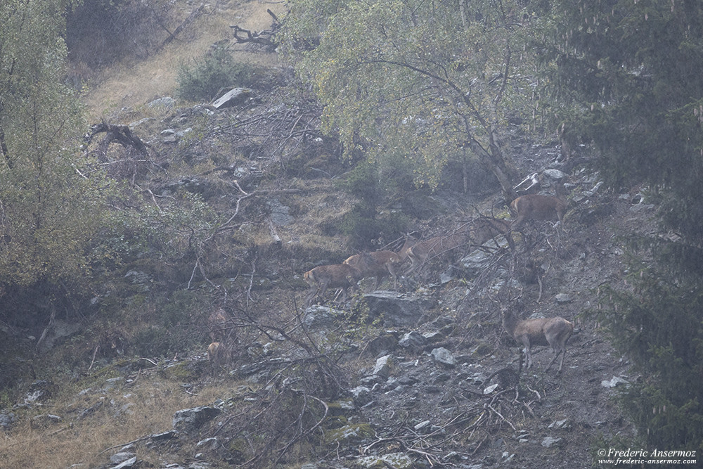 Red deer rutting period under the rain, testing the Sigma 500 F4