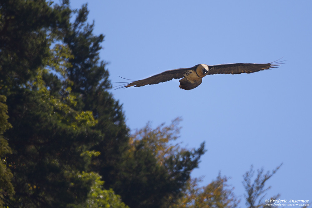 Bearded vulture flying over the forest