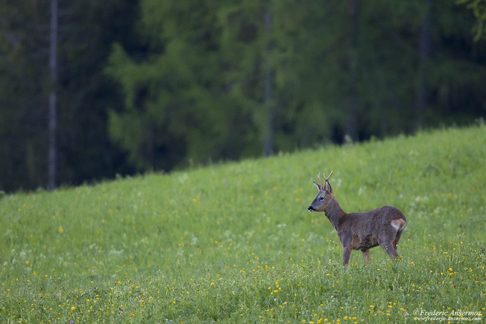 Chevreuil dans un champ