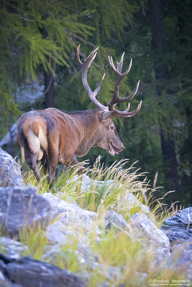 Male red deer during the mating season